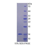 SDS-PAGE analysis of Mucin 3B Protein.