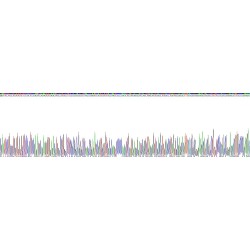 Human Melanotransferrin (MFI2) Protein