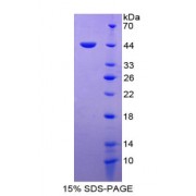 SDS-PAGE analysis of Macrophage Migration Inhibitory Factor Protein.