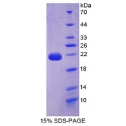 SDS-PAGE analysis of IL22 Protein.