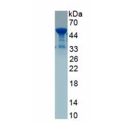 SDS-PAGE analysis of recombinant Human MYC Associated Factor X (MAX) Protein.