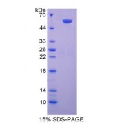 SDS-PAGE analysis of SMAD9 Protein.