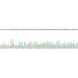 Human Cardiac Troponin T2 (TNNT2) Protein