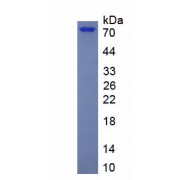 SDS-PAGE analysis of recombinant Human Cardiac Troponin T2 (TNNT2) Protein.