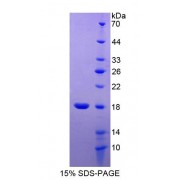 SDS-PAGE analysis of Neurotrophin 4 Protein.