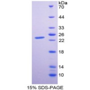 SDS-PAGE analysis of IL29 Protein.