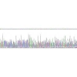 Human Lamin A/C (LMNA) Protein