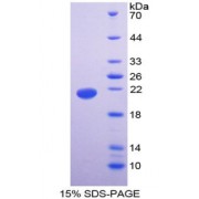SDS-PAGE analysis of Caspase 3 Protein.