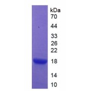 SDS-PAGE analysis of AGGF1 Protein.