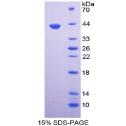 SDS-PAGE analysis of Urocortin 1 Protein.