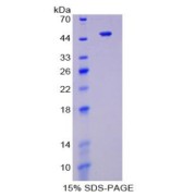 SDS-PAGE analysis of ENO2 Protein.