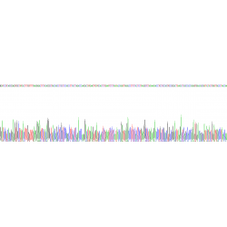 Mouse Collagen Type I Alpha 2 (COL1A2) Protein