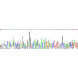 Mouse Ghrelin (GHRL) Protein