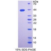 SDS-PAGE analysis of recombinant Mouse Ghrelin Protein.