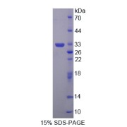 SDS-PAGE analysis of Glutaredoxin 3 Protein.