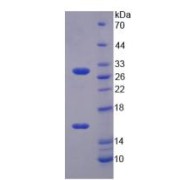 SDS-PAGE analysis of recombinant Mouse Sirtuin 3 (SIRT3) Protein.