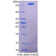 SDS-PAGE analysis of Caspase 12 Protein.