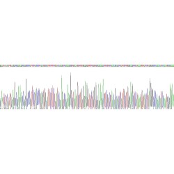 Mouse Cathepsin G (CTSG) Protein