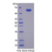 SDS-PAGE analysis of recombinant Mouse Cathepsin G Protein.