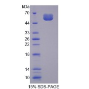 SDS-PAGE analysis of Sclerostin Protein.