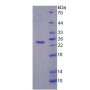 SDS-PAGE analysis of Granzyme K Protein.