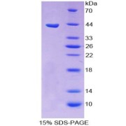 SDS-PAGE analysis of recombinant Mouse Orexin A Protein.