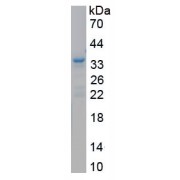 SDS-PAGE analysis of recombinant Mouse Agrin Protein.