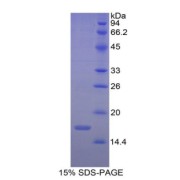 SDS-PAGE analysis of Renalase Protein.