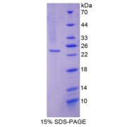 SDS-PAGE analysis of Pronociceptin Protein.