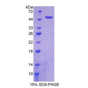 SDS-PAGE analysis of TNFSF11 Protein.