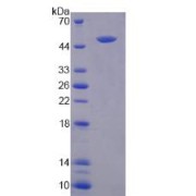 SDS-PAGE analysis of Legumain Protein.