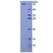 SDS-PAGE analysis of Arginase II Protein.