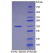 SDS-PAGE analysis of recombinant Mouse ATF4 Protein.