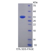 SDS-PAGE analysis of Protocadherin 1 Protein.