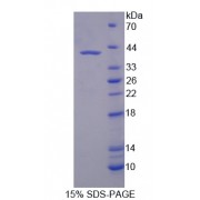 SDS-PAGE analysis of recombinant Mouse Optineurin Protein.