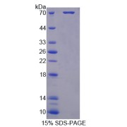 SDS-PAGE analysis of Pepsinogen C Protein.