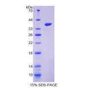 SDS-PAGE analysis of Apelin Protein.