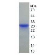 SDS-PAGE analysis of recombinant Mouse Gelsolin (GS) Protein.