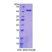 SDS-PAGE analysis of Nucleobindin 2 Protein.