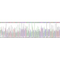 Mouse Interleukin 12 Receptor Beta 1 (IL12Rb1) Protein