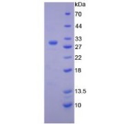 SDS-PAGE analysis of Granzyme A Protein.