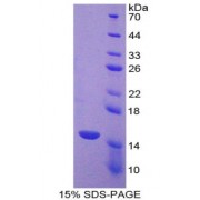 SDS-PAGE analysis of Caspase 7 Protein.