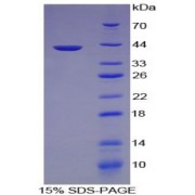 SDS-PAGE analysis of Complement C3a Protein.