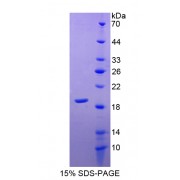 SDS-PAGE analysis of Superoxide Dismutase 1, Soluble Protein.