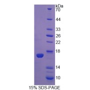 SDS-PAGE analysis of IL5 Protein.