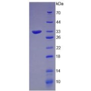 SDS-PAGE analysis of Angiopoietin 2 Protein.