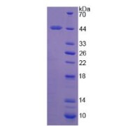 SDS-PAGE analysis of Fibromodulin Protein.