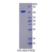 SDS-PAGE analysis of CPR Protein.