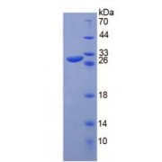SDS-PAGE analysis of recombinant Rat GP39/CHI3L1 Protein.