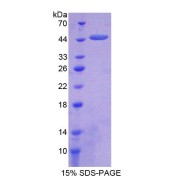 SDS-PAGE analysis of Carboxypeptidase A2, Pancreatic Protein.